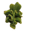 2" Jade Plant Hobbit